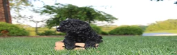 Mini Goldendoodle dogs for sale: Marcy - Ad 4