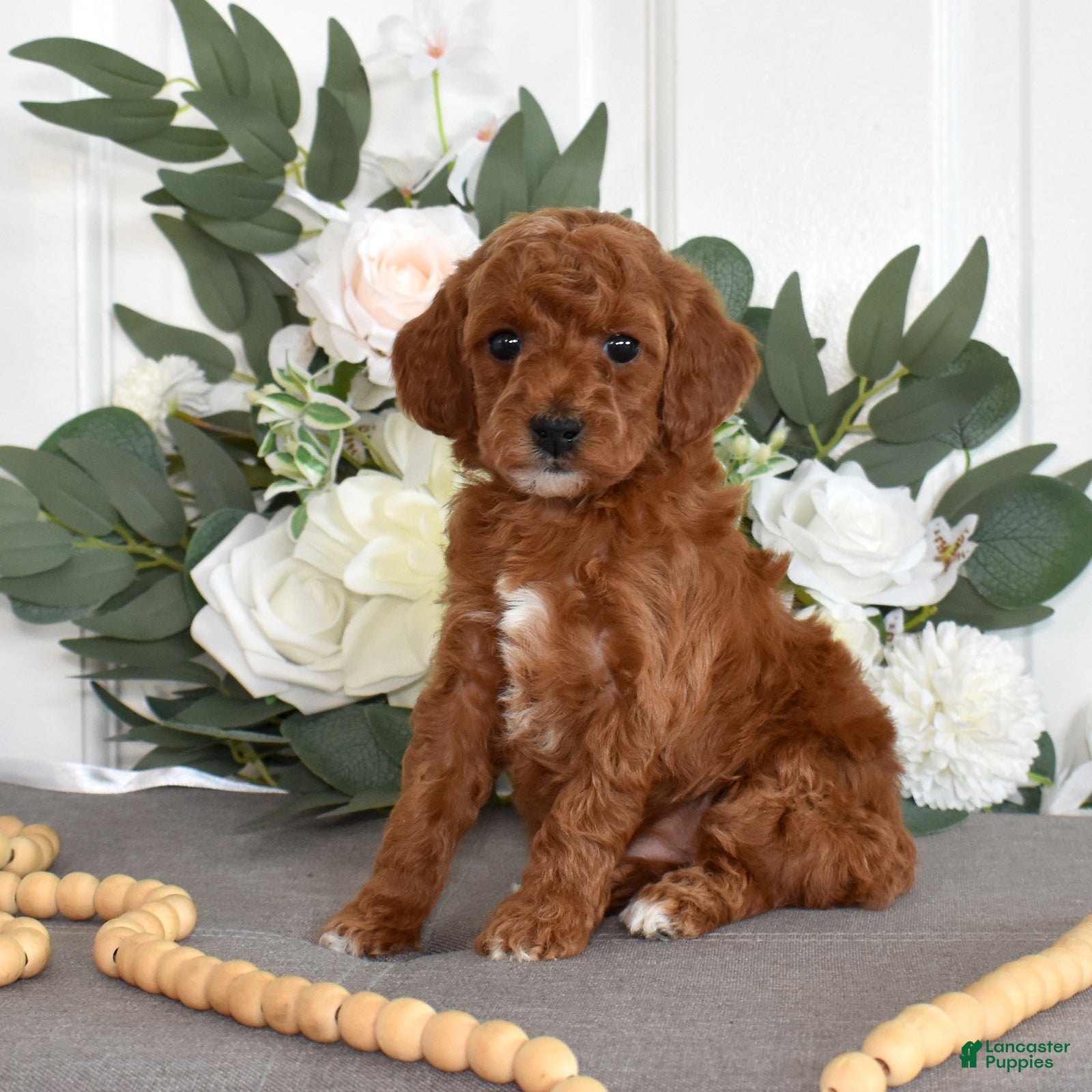 Toy Poodle dogs Petals  - Ad 2