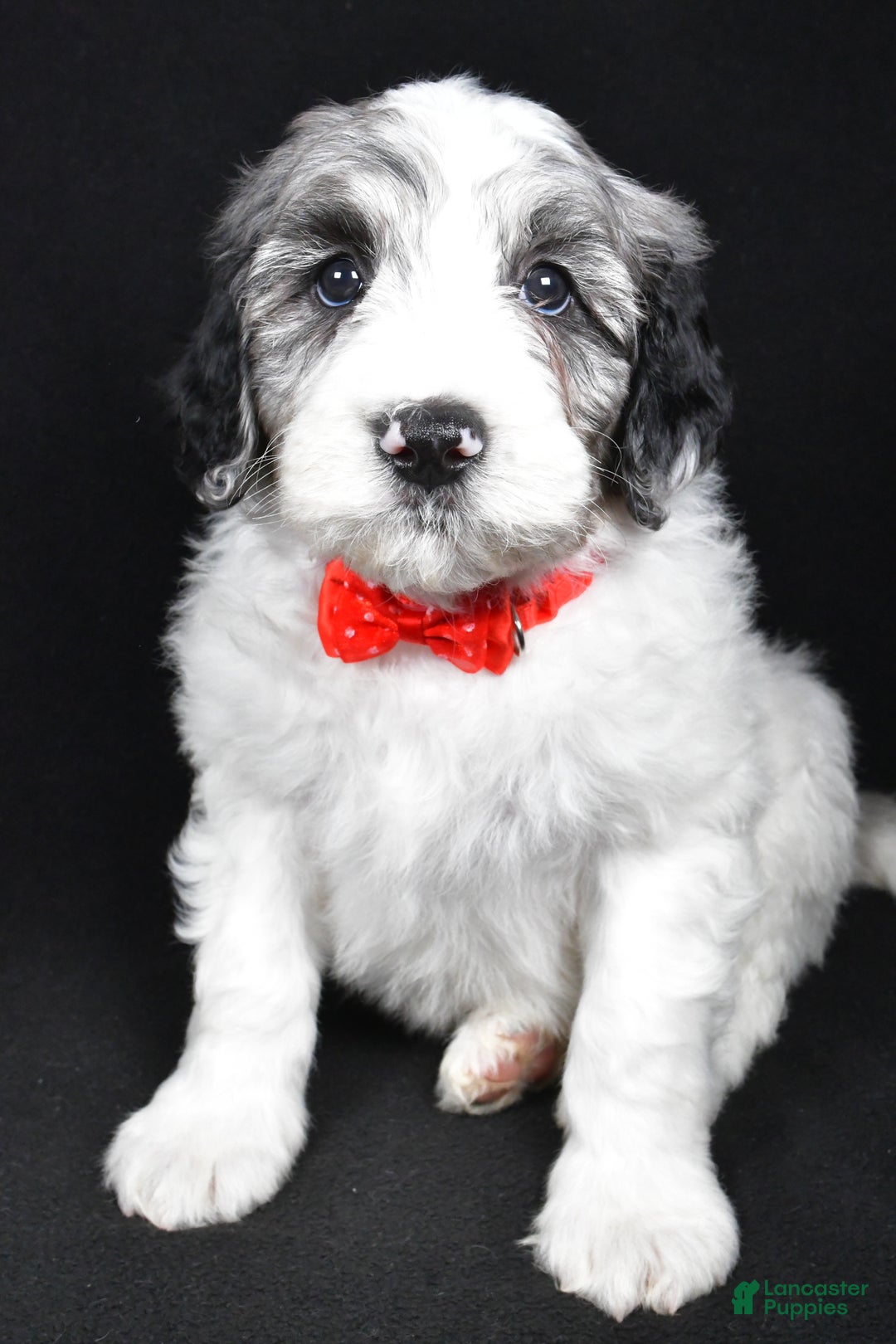 Sheepadoodle dogs for sale: Milo - Ad 6