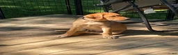 Labrador Retriever dogs for sale: Black Collar Batman - Ad 3