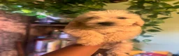Goldendoodle dogs for sale: London - Ad 4