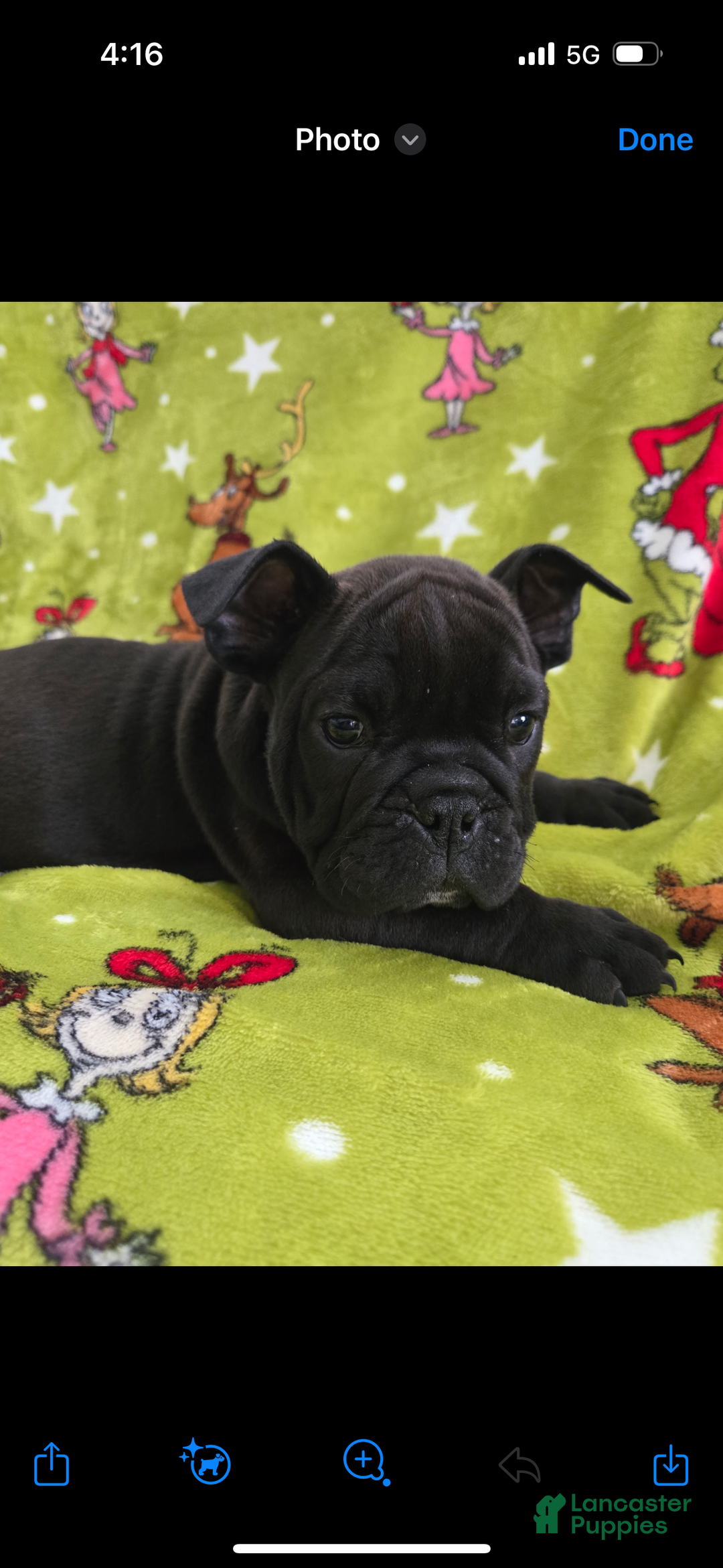 English Bulldog dogs for sale: Lucy - Ad 41