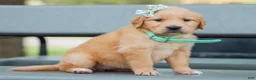 Golden Retriever dogs for sale: Arnia ACA Golden Retriever Pup - Ad 4