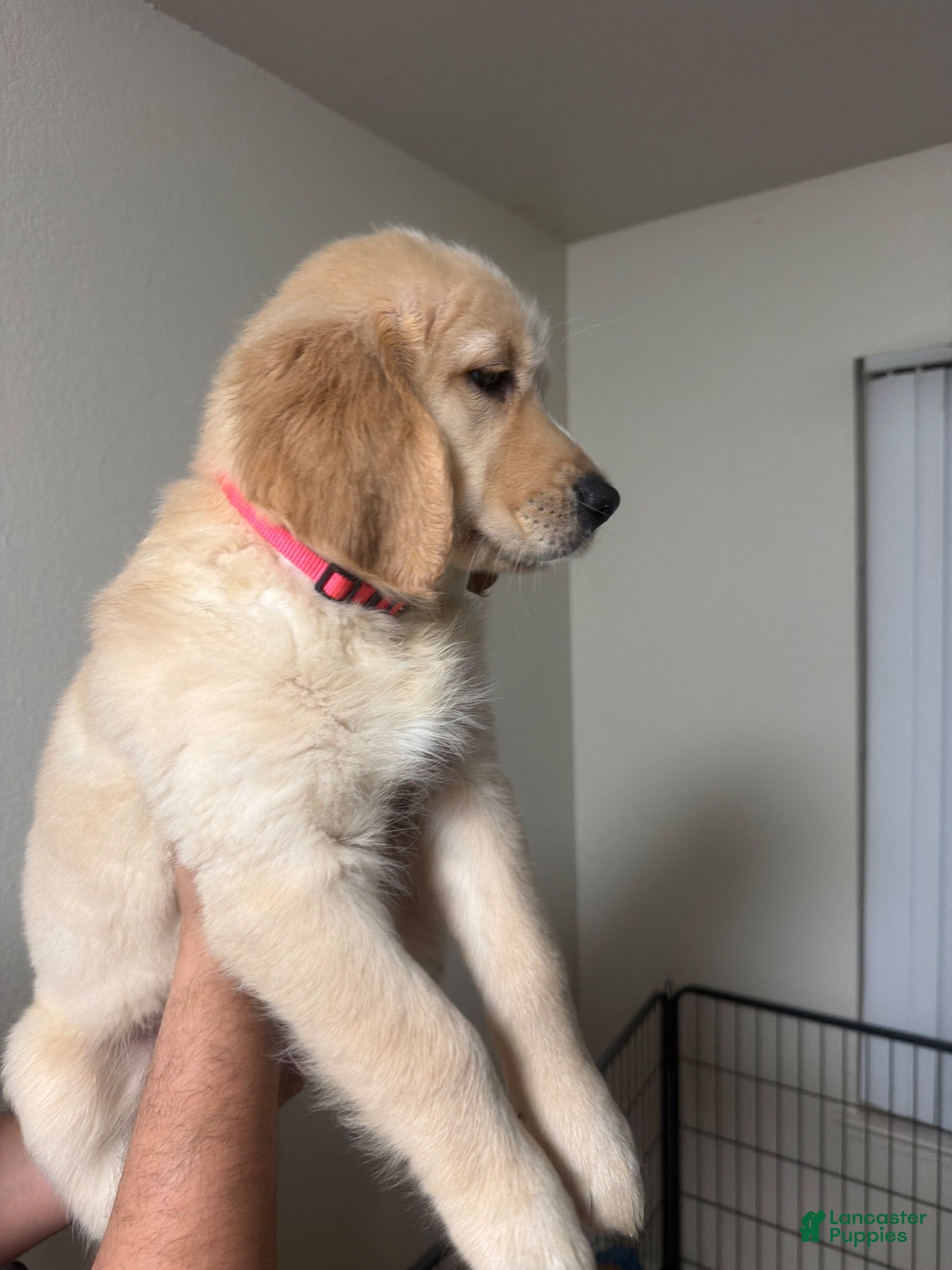 Golden Retriever dogs Pink - Ad 28