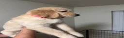 Golden Retriever dogs for sale: Pink - Ad 1