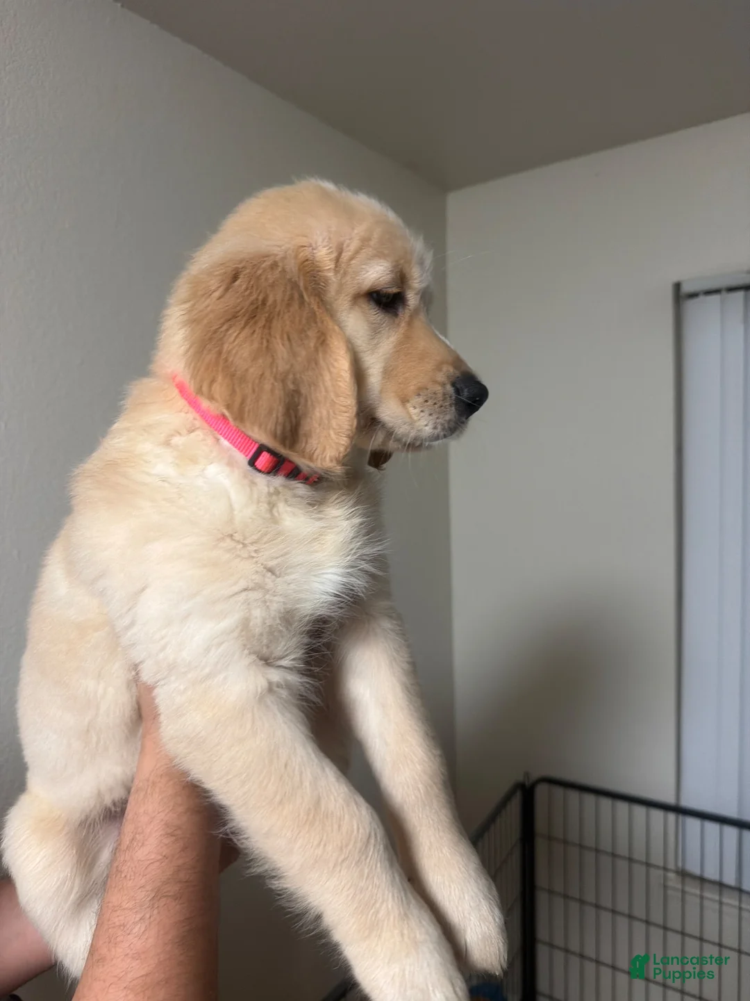 Golden Retriever dogs for sale: Pink - Ad 1