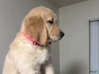 Golden Retriever dogs Pink - Ad 20