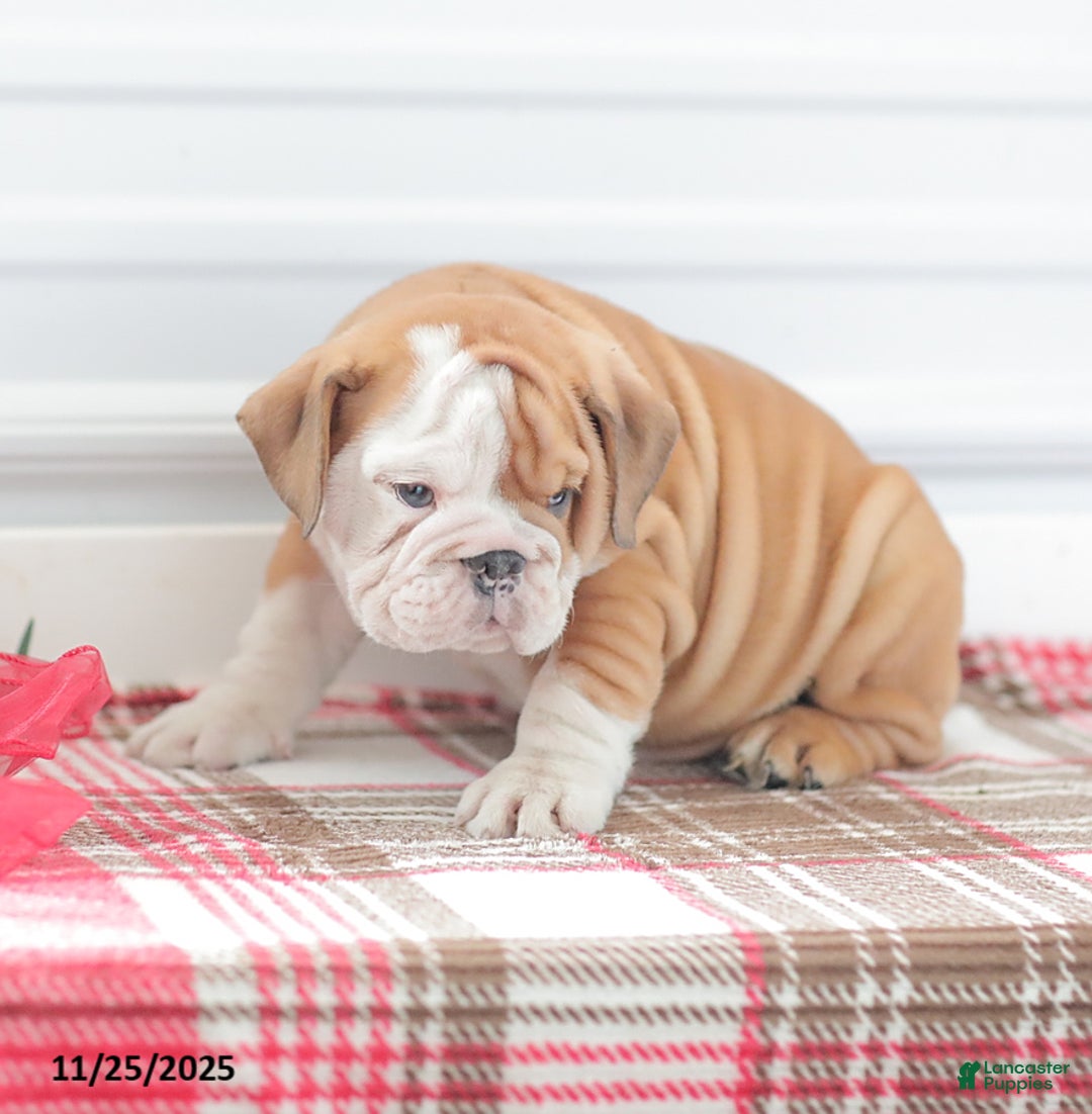 English Bulldog dogs for sale: Richard - Ad 5