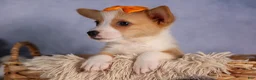 Welsh Corgi Pembroke dogs for sale: Carter  - Ad 17