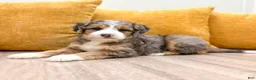 Mini Bernedoodle dogs for sale: Koda - Ad 6
