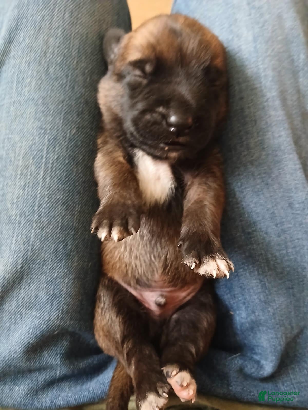 Belgian Malinois dogs Belgian Malinois Puppy 5 - Ad 37