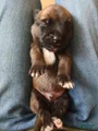 Belgian Malinois Puppy 5