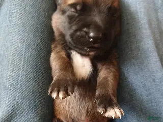 Belgian Malinois dogs Belgian Malinois Puppy 5 - Ad 10