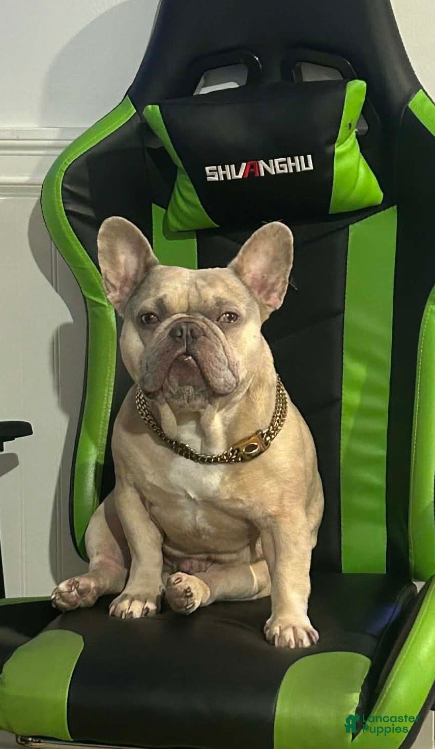 French Bulldog dogs French Bulldog 100% UP FOR STUD SERVICES - Ad 10