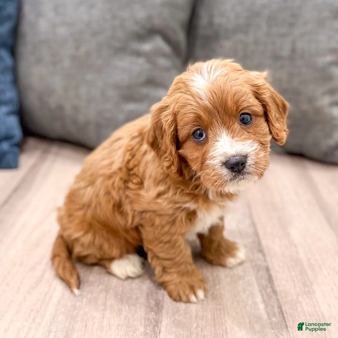 Cavapoo dogs for sale: Rocky - Ad 1
