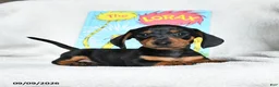 Miniature Dachshund dogs for sale: Truffuola - Ad 4