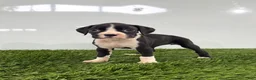 Boxer dogs for sale: Myla - Ad 4