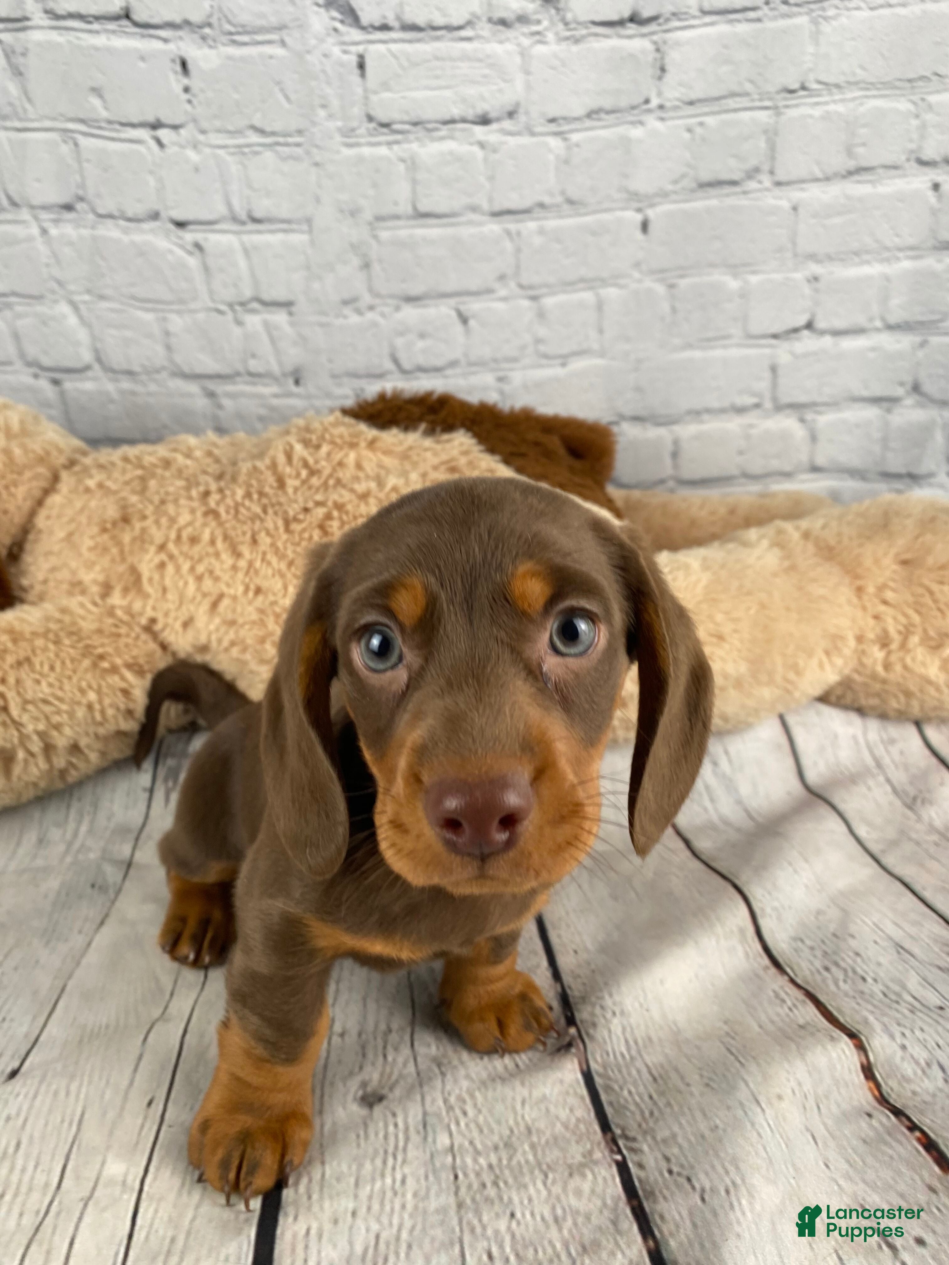 Miniature Dachshund dogs Coco - Ad 2