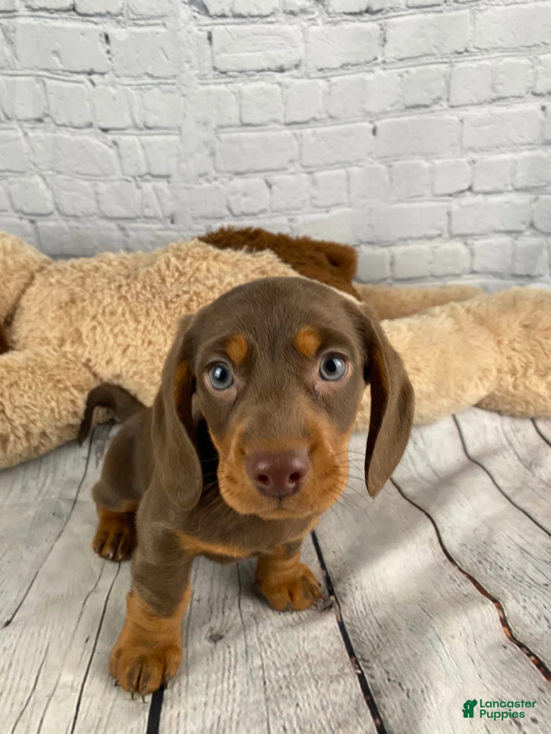 Miniature Dachshund dogs for sale: Coco - Ad 2