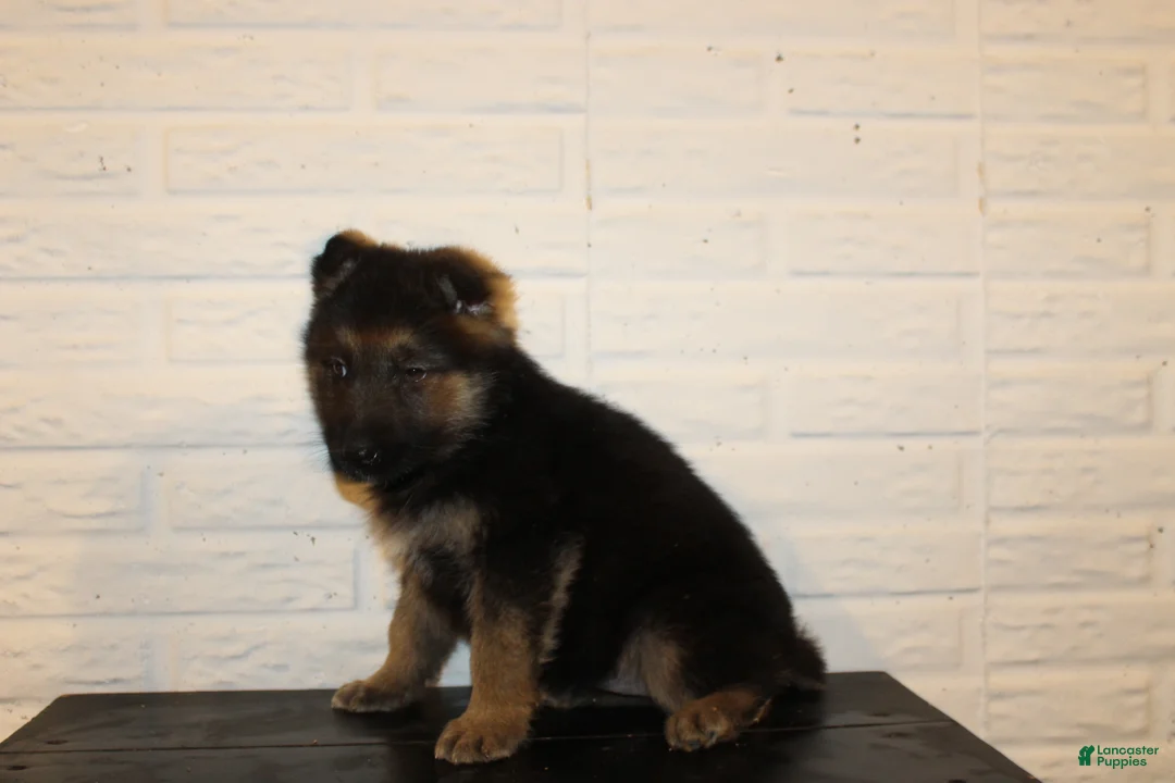 German Shepherd dogs for sale: Misty - Ad 3