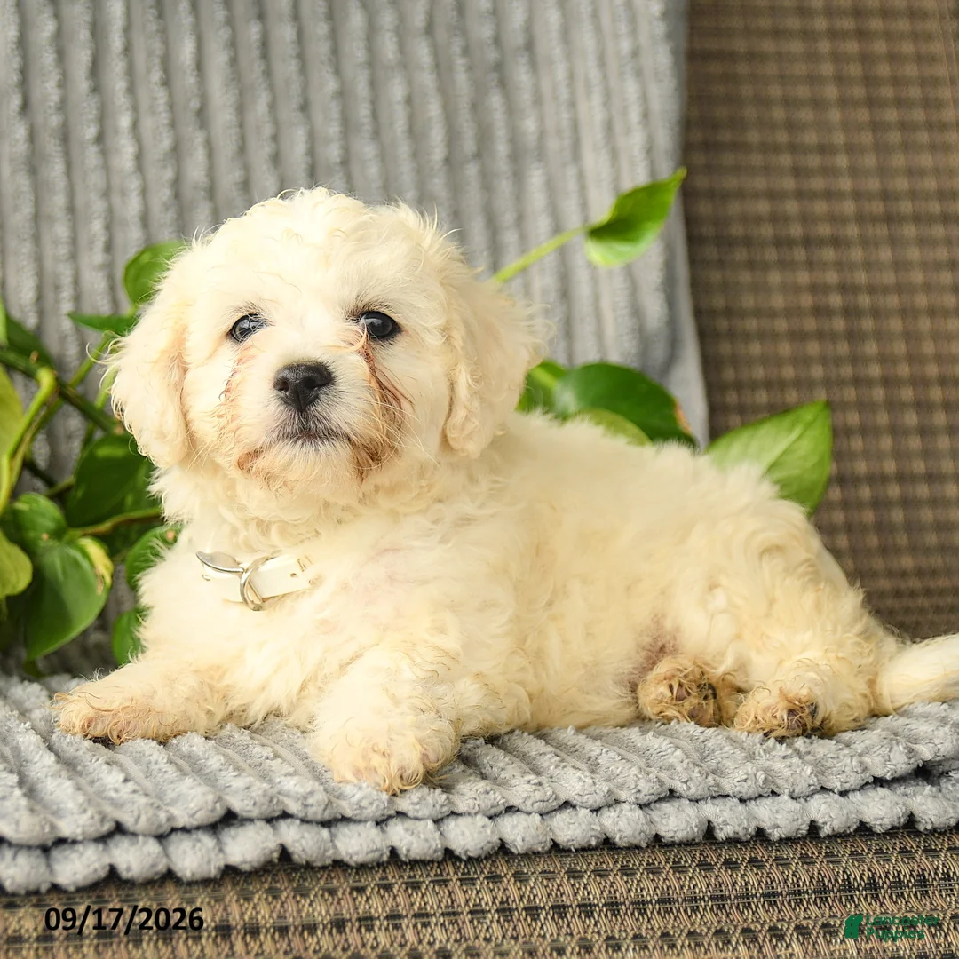 Bichpoo dogs for sale: Brody - Ad 3