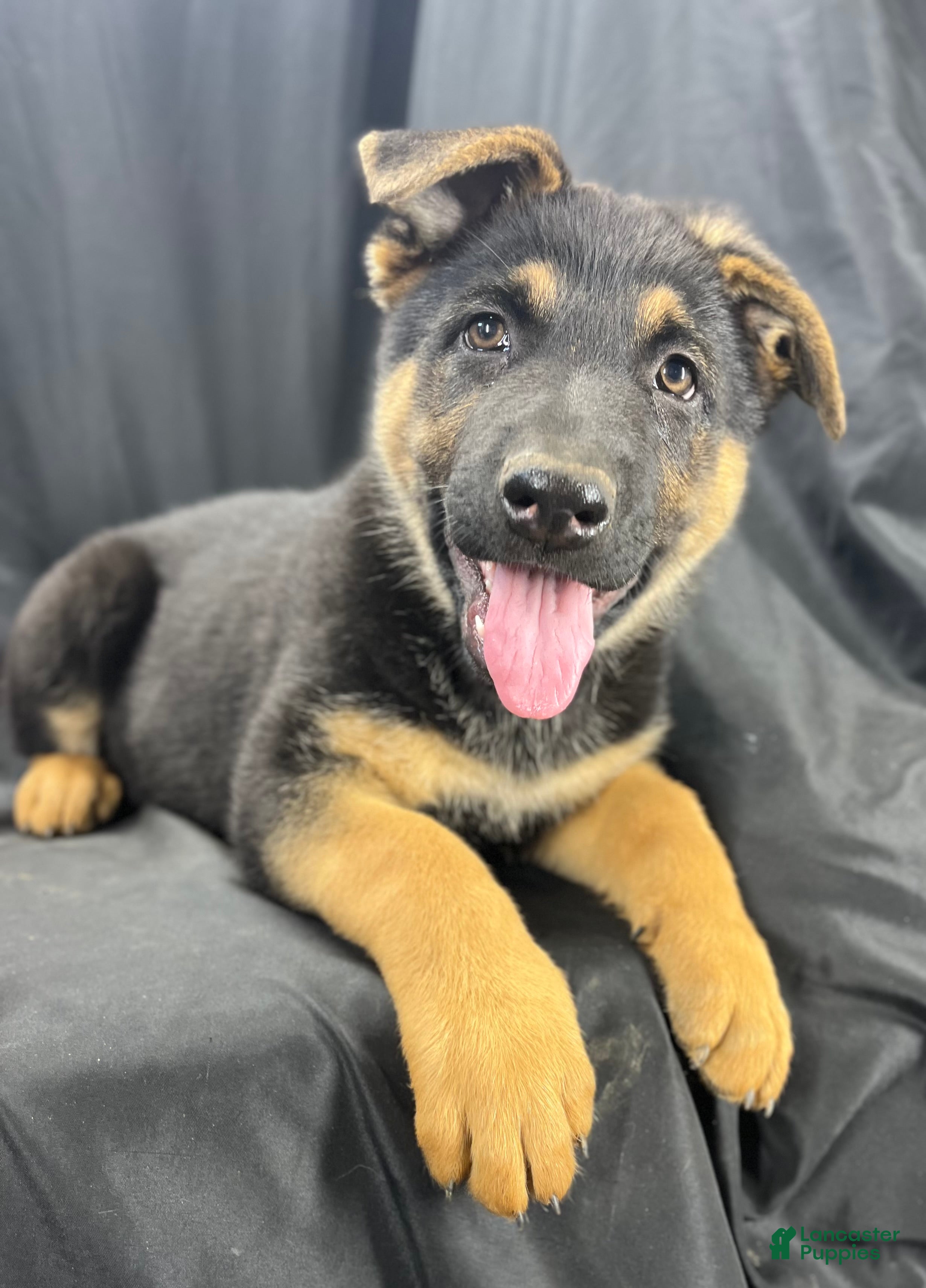 German Shepherd dogs Shadow - Ad 1