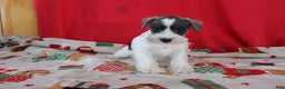 Miniature Schnauzer dogs for sale: tina - Ad 1