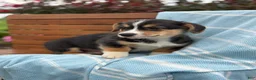 Welsh Corgi Pembroke dogs for sale: Juno - Ad 3