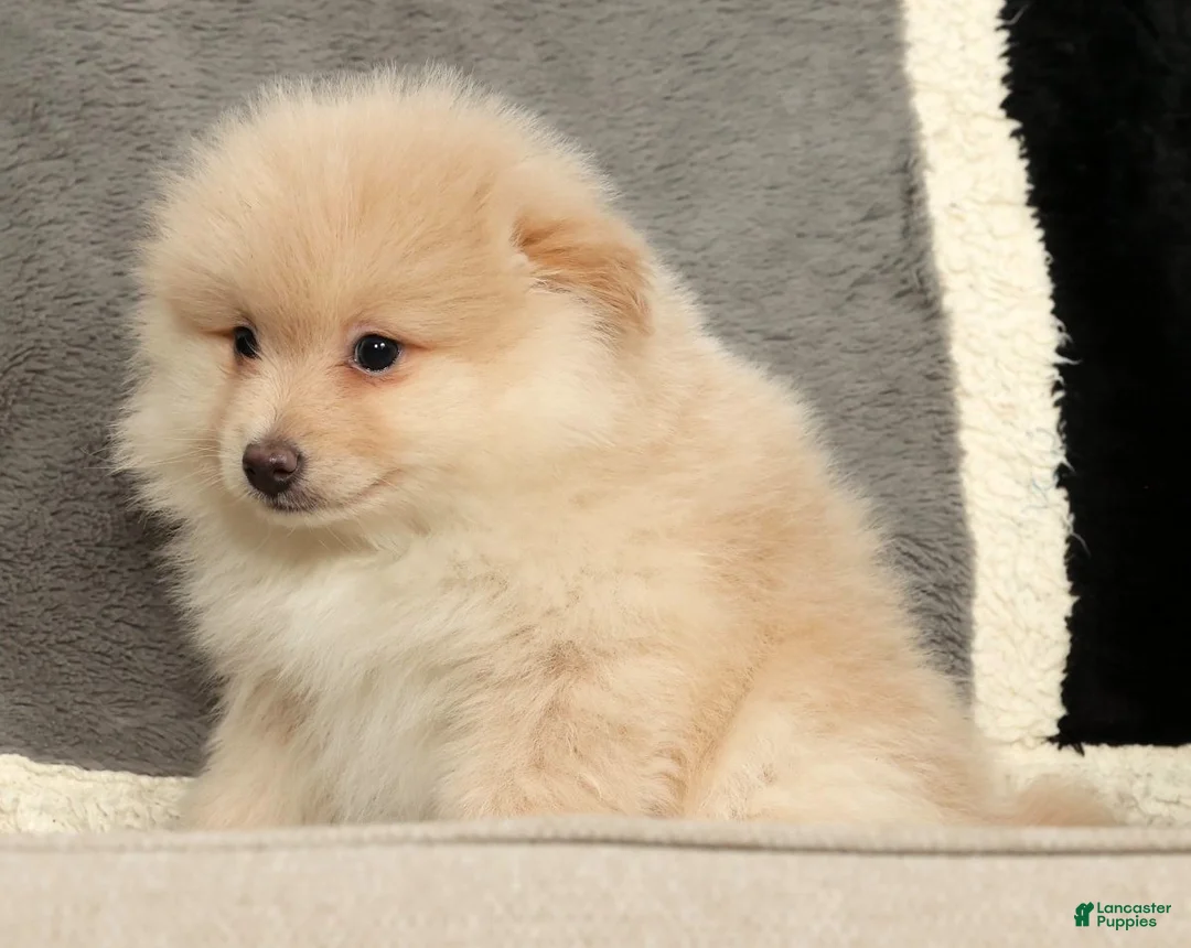 Pomeranian dogs for sale: Bentley - Ad 9