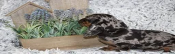 Dachshund dogs for sale: HOOCH - Ad 4