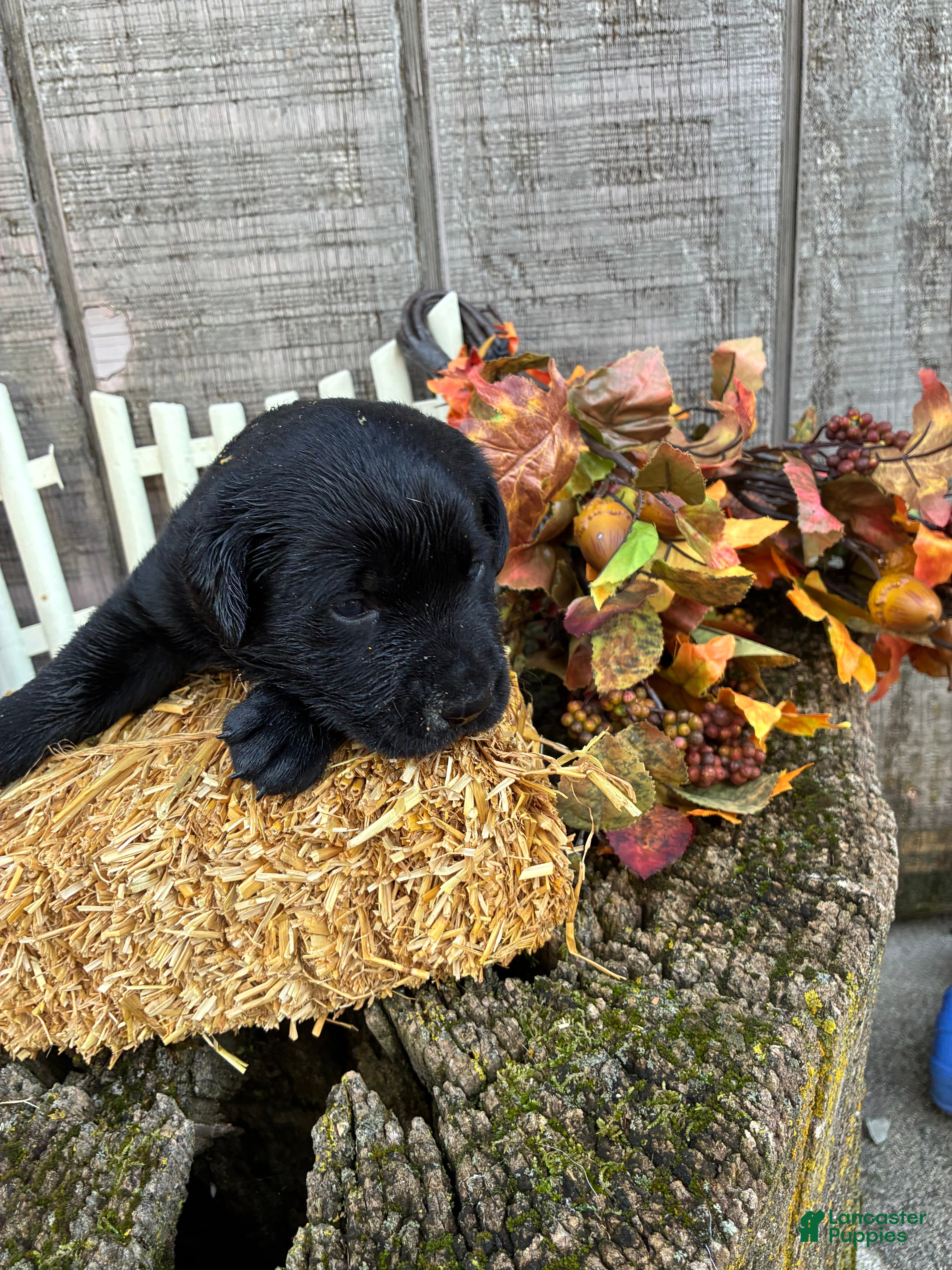 Labrador Retriever dogs Black girl 1 - Ad 1