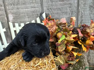 Labrador Retriever dogs Black girl 1 - Ad 1
