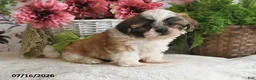 Shih Tzu dogs for sale: Micah - Ad 5