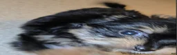 Mixed Breed dogs for sale: Little Debbie - Ad 10