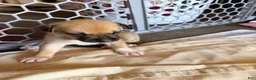 Mixed Breed dogs for sale: Pitsky male - Ad 5