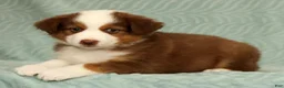 Australian Shepherd dogs for sale: Cooper - Ad 5