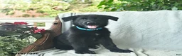 German Shepherd dogs for sale: Gibson  - Ad 5