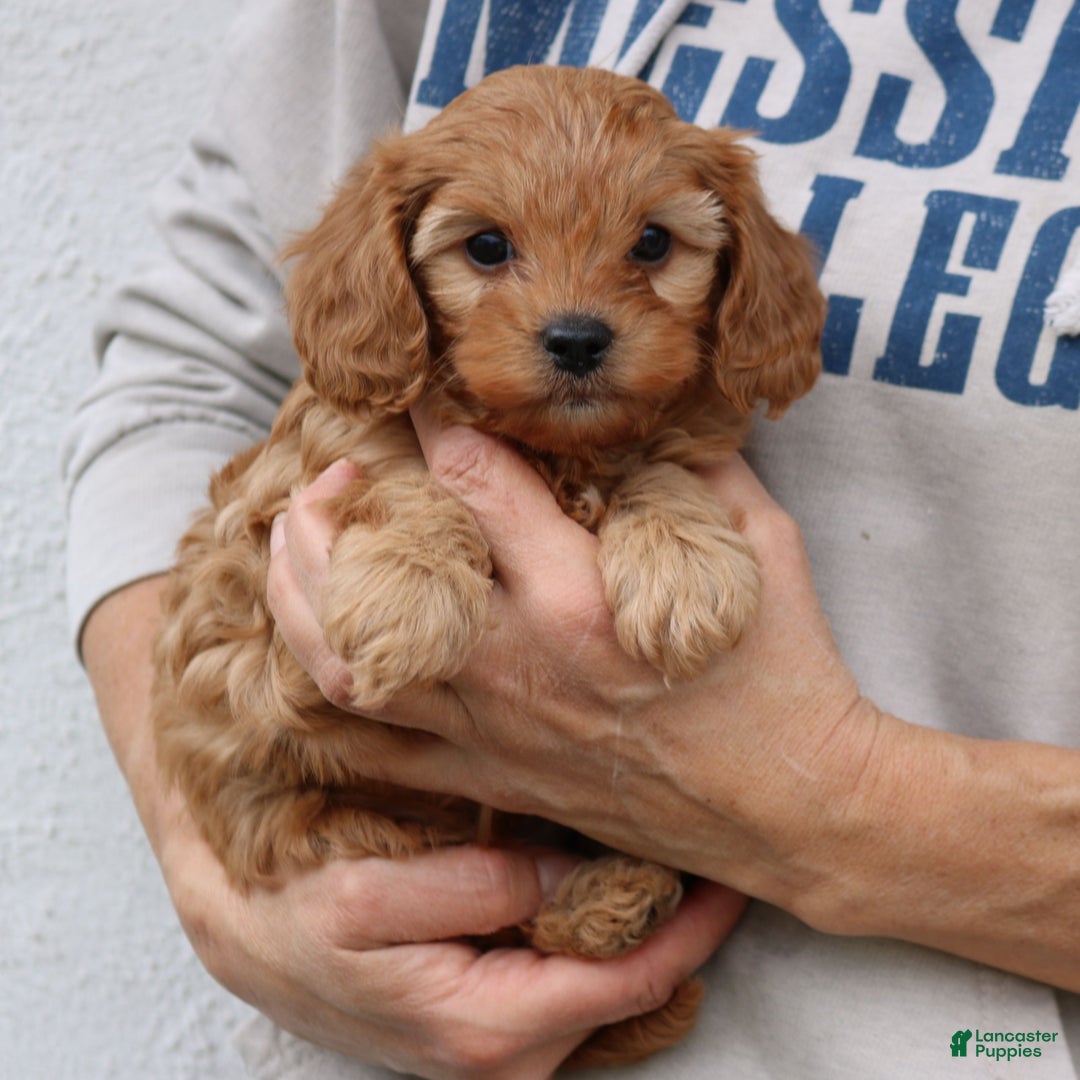 Cavapoo dogs for sale: Theodore  - Ad 3