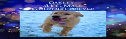 Golden Retriever dogs for sale: Oakley, Golden Retriever, Male - Ad 7