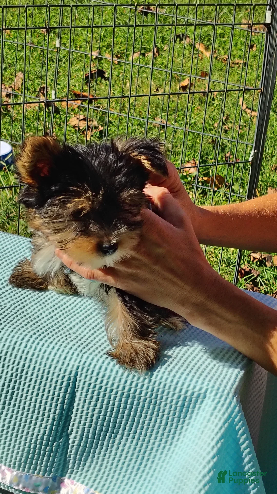 Yorkshire Terrier dogs for sale: Yorkshire Terrier 2 - Ad 2