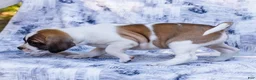 Puggle dogs for sale: Twinkle - Ad 3