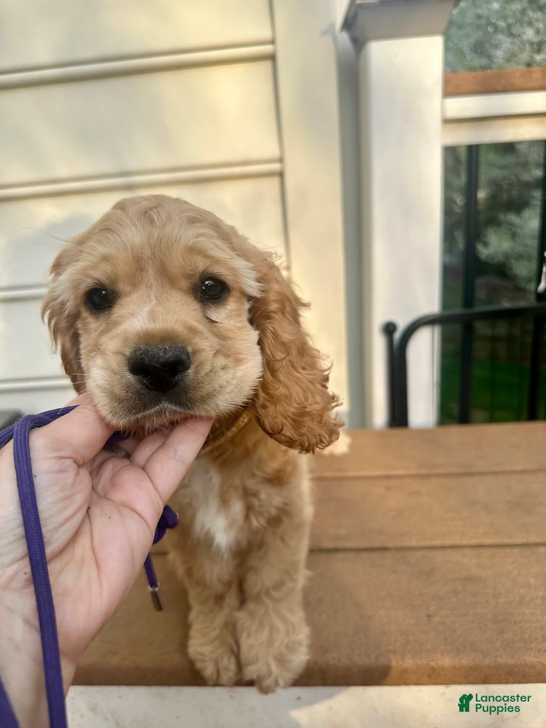 Cocker Spaniel dogs for sale: AKC - Cody Cocker Spaniel Puppy  - Ad 1