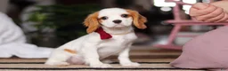 Cavalier King Charles Spaniel dogs for sale: Weston - Ad 3
