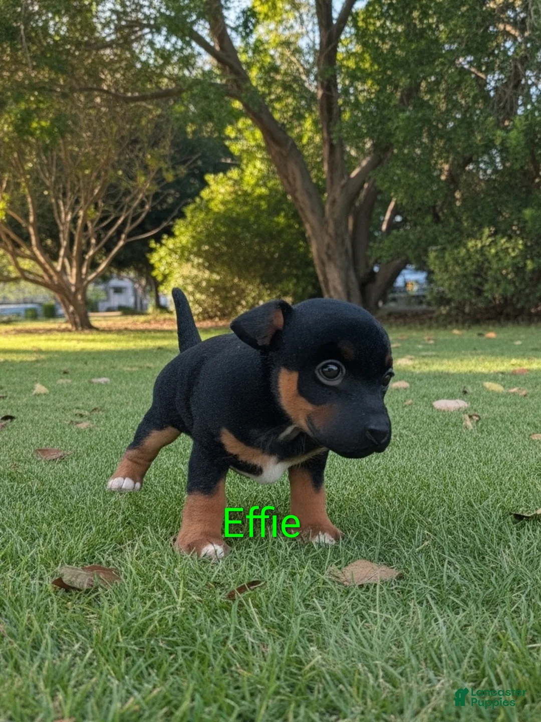 Chihuahua dogs for sale: Chihuahua Puppy 2 - Ad 2