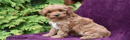 Cockapoo dogs for sale: Benny - Ad 2