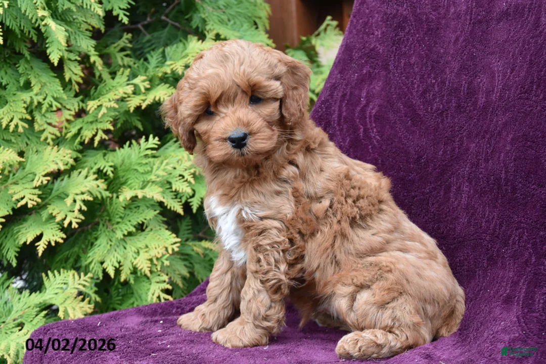 Cockapoo dogs for sale: Benny - Ad 2