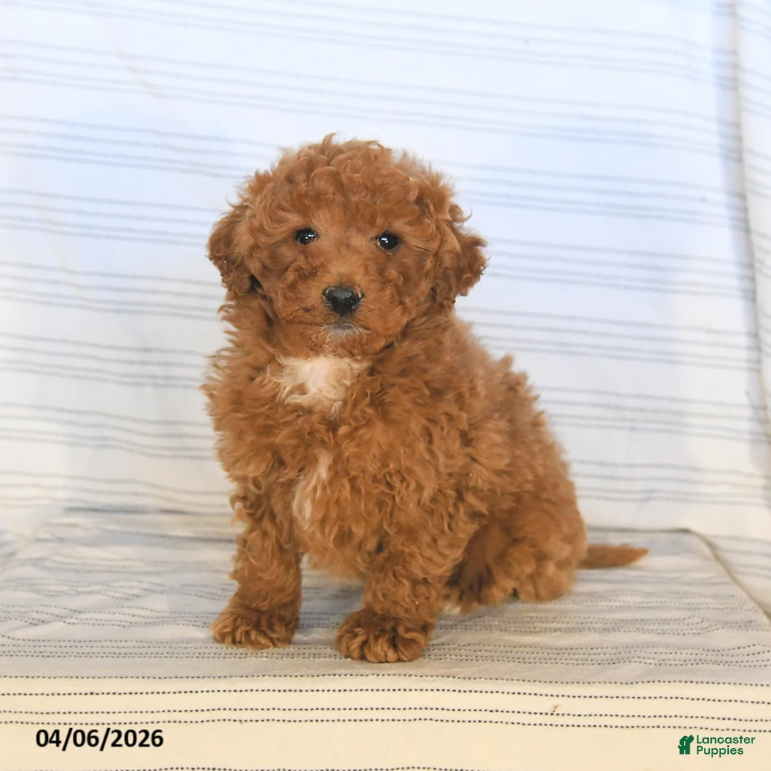 Mini Goldendoodle dogs for sale: Charlie - Ad 1