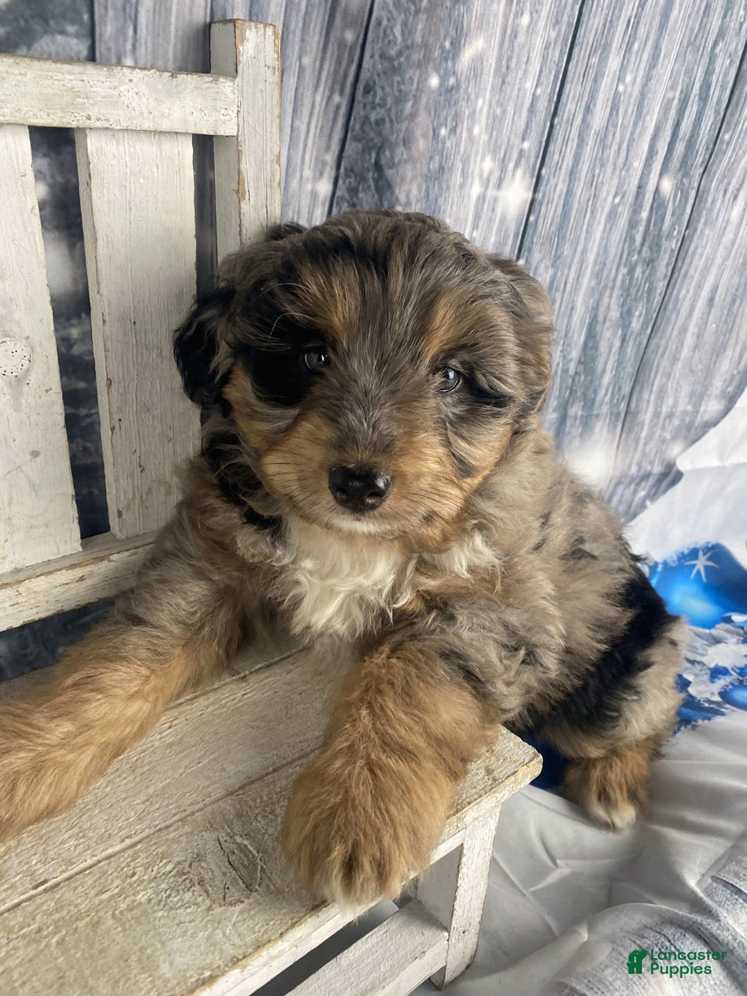 Aussiedoodle dogs for sale: Smores - Ad 6