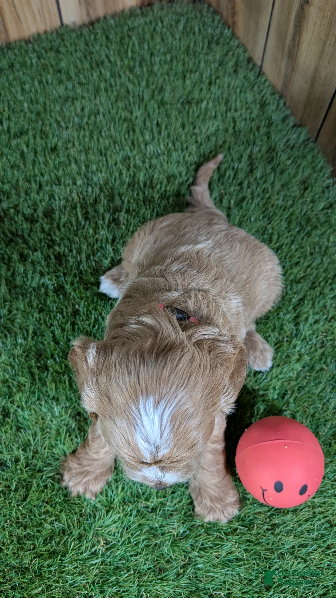 Cavapoo dogs for sale: Lizzy Girl 1 - Ad 2