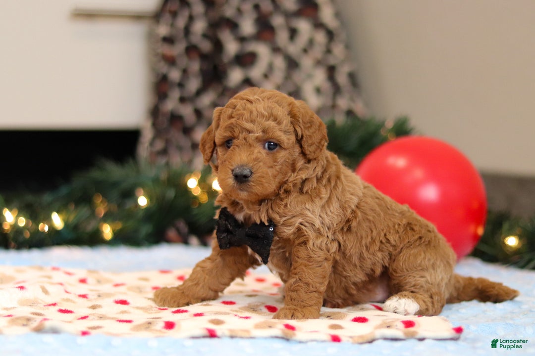 Goldendoodle dogs for sale: Freddy - Ad 7